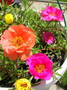 rose moss, sun plant, portulaca,پورتولاکا